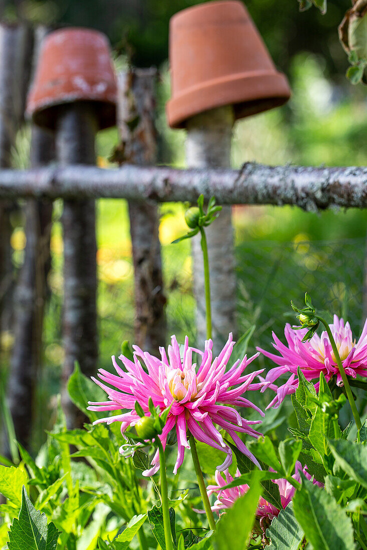 Kaktusdahlie (Dahlia) 'Jeanne d'Arc' im Blumenbeet, dahinter Zaun aus Ästen mit Terrakottatöpfen dekoriert