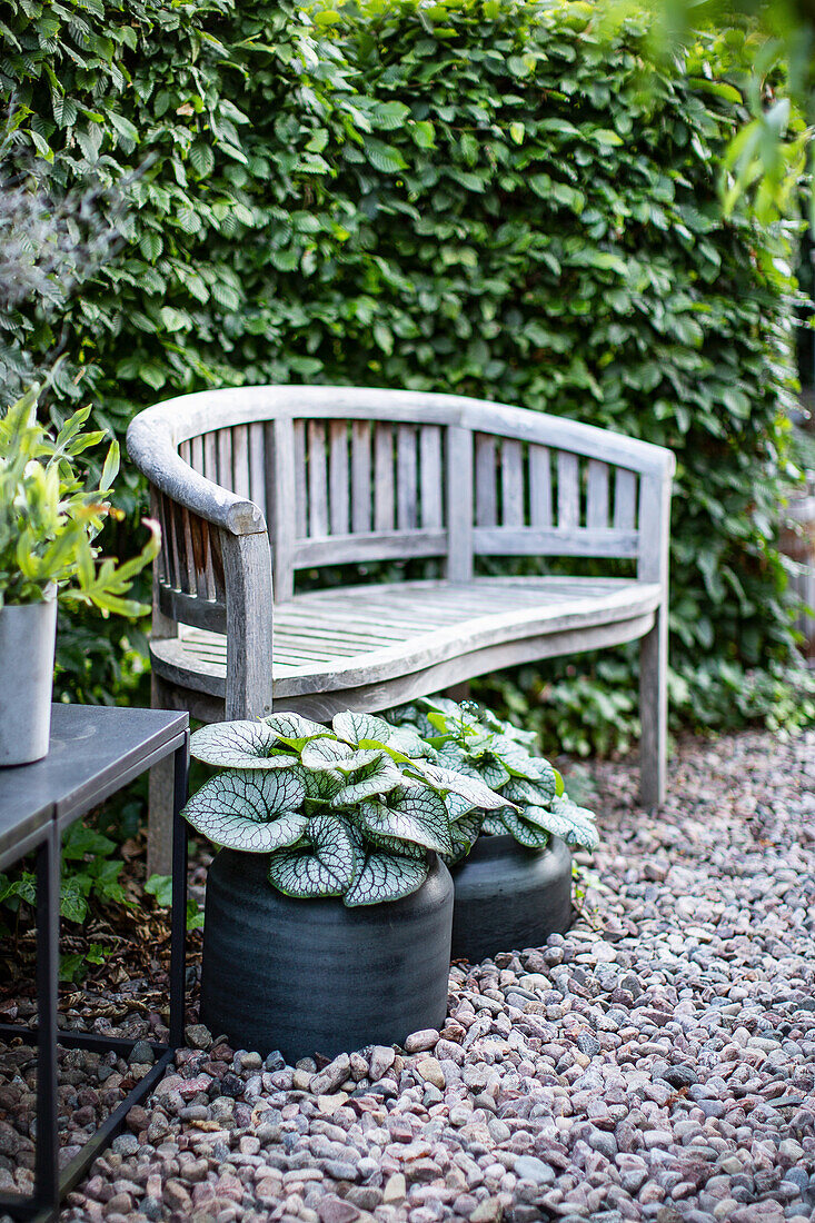 Plant pots and wooden bench in front of hornbeam hedge