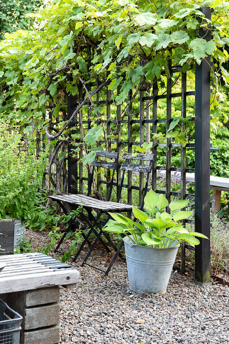 Luftige Spaliere mit Wein bewachsen als Raumteiler im Garten