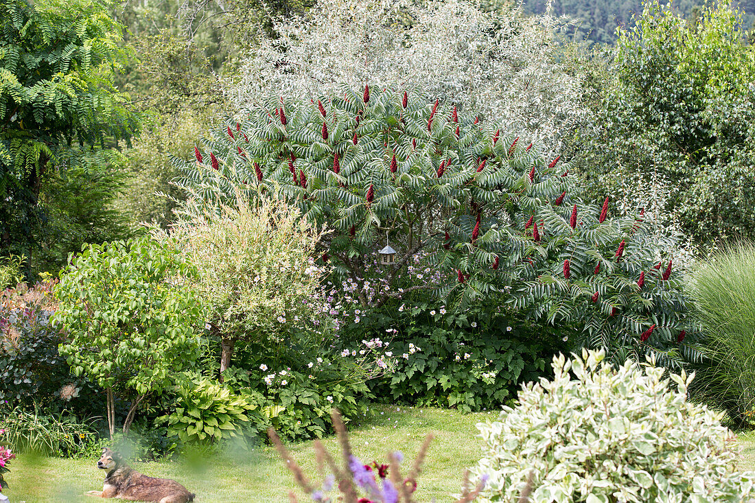 Vinegar tree in copse border (Rhus typhina)