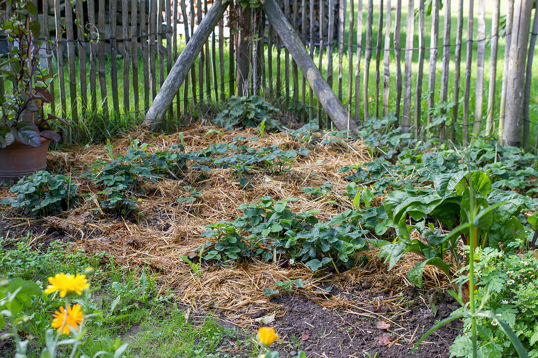 Gemulchtes Erdbeerbeet mit Stroh