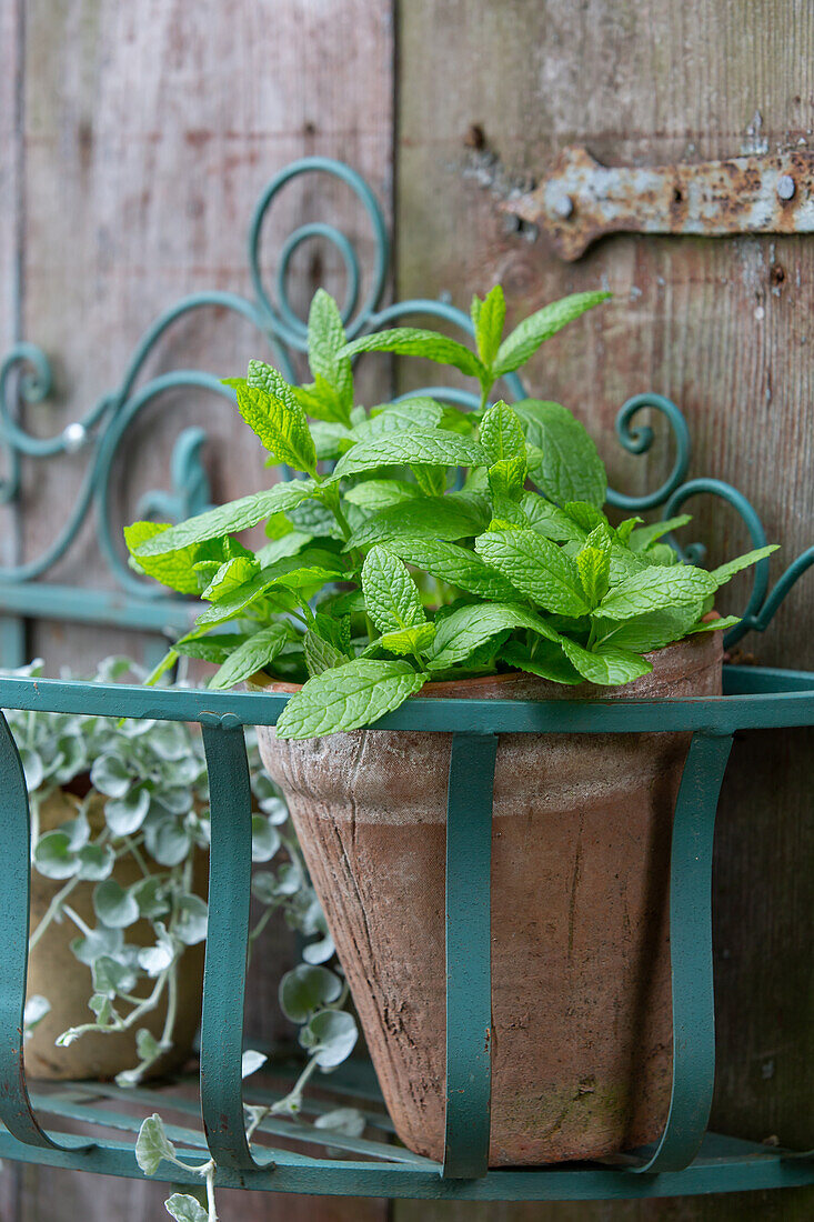 Green mint in a clay pot (Mentha spicata)