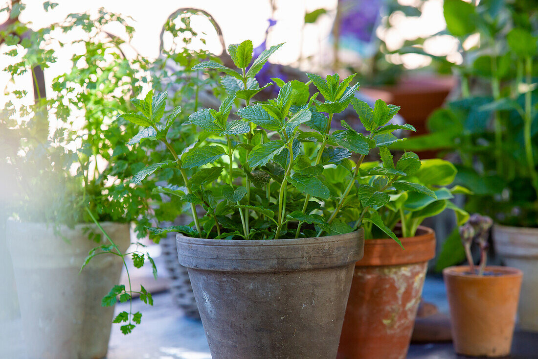 Moroccan mint in pot (Mentha spicata var crispa) 'Moroccan')