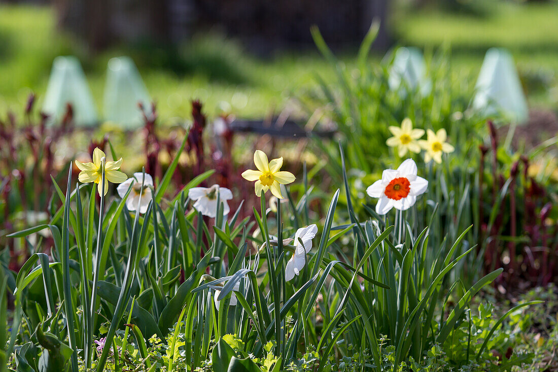 Flowering daffodils (Narcissus) in a border