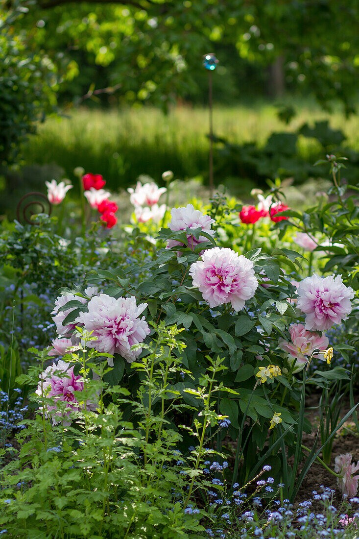 Peony (Paeonia) in a spring bed