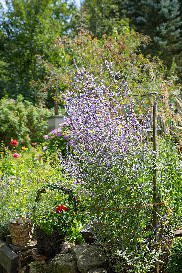 Blauraute (Perovskia atriplicifolia)