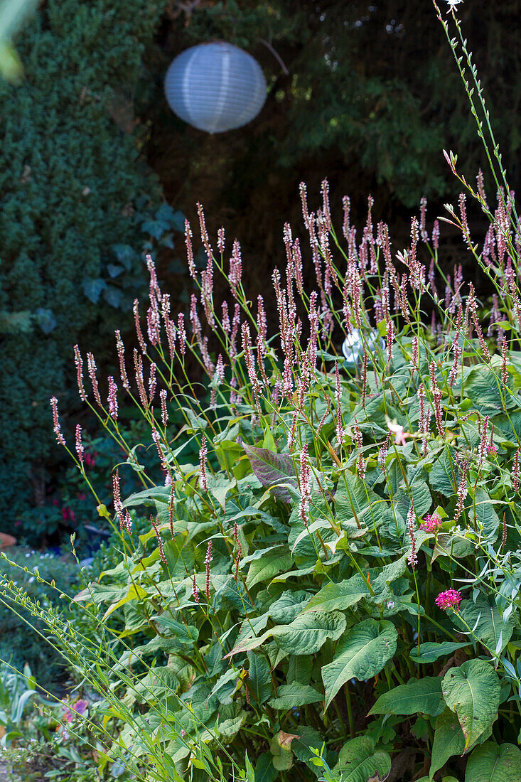 Candlewort (Persicaria amplexicaulis) 'Rosea'