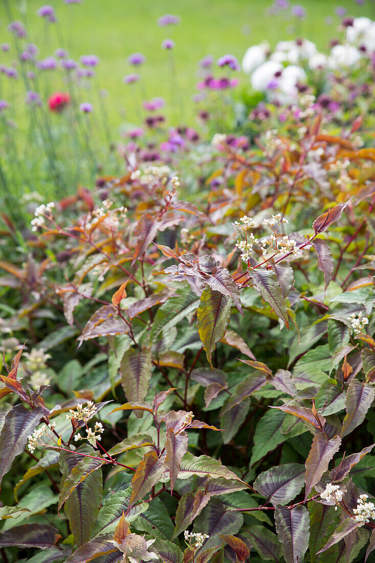 Kleinköpfiger Knöterich (Persicaria microcephala) 'Red Dragon'