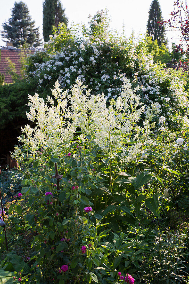 Busch-Knöterich (Persicaria x fennica) 'Johanniswolke'