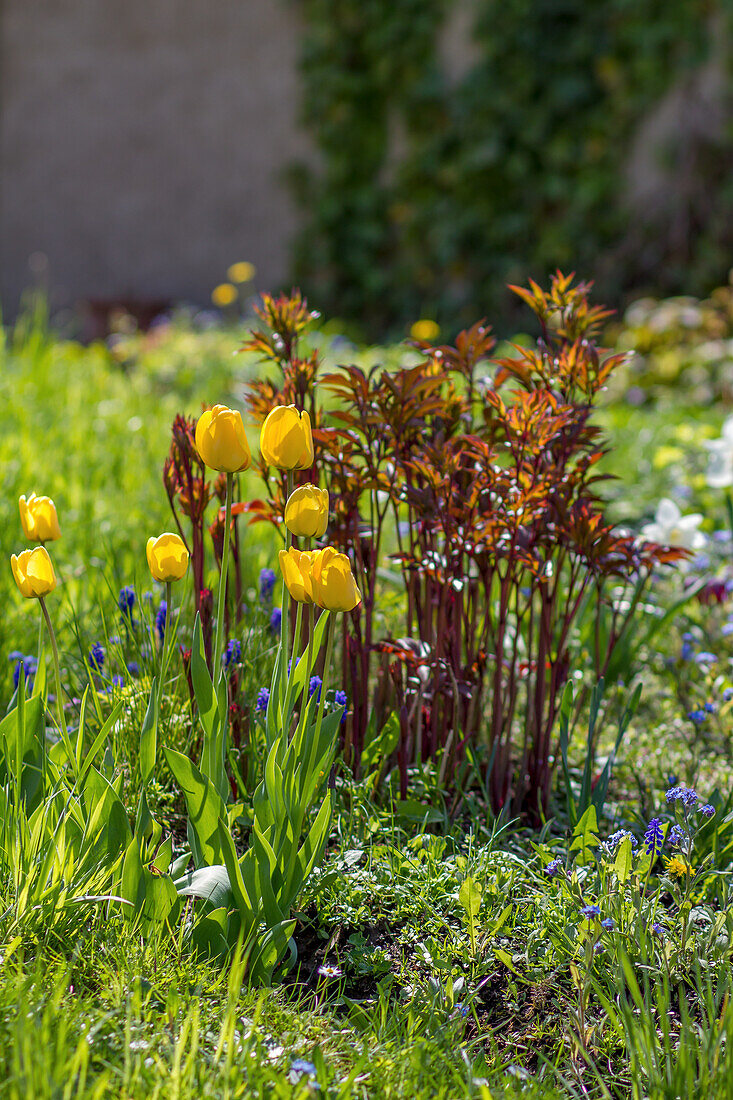Yellow tulips (Tulipa) in front of sprouting peony