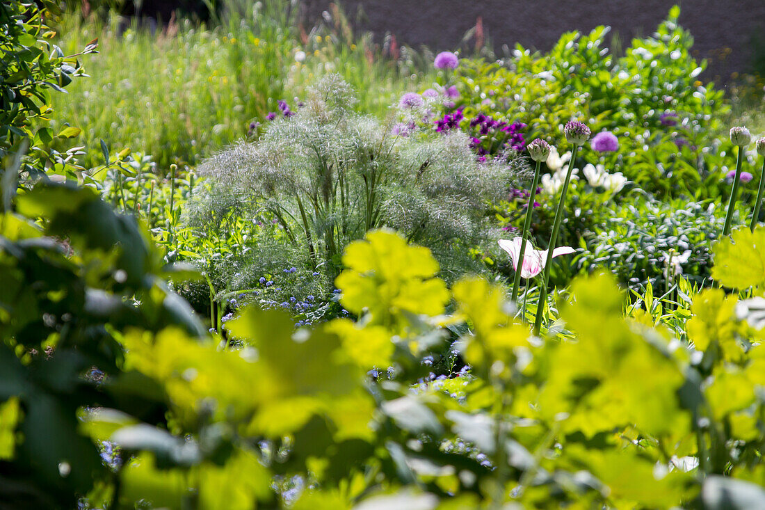 Bronze-Fenchel (Foeniculum vulgare) 'Purpureum'