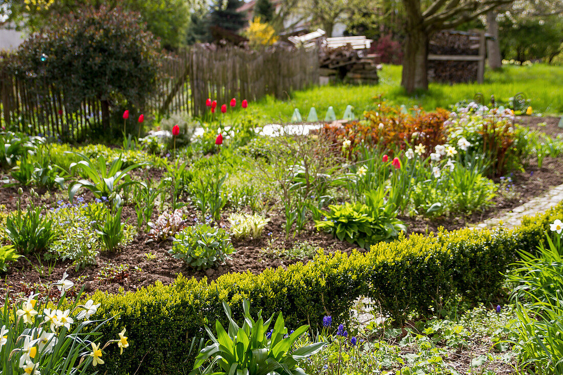 Daffodils (Narcissus) in spring bed and low box hedge (Buxus)