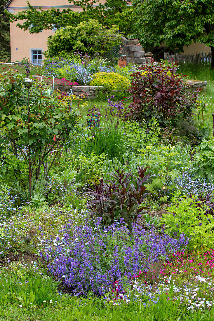 Perennial bed with catmint (Nepeta), bearded thread (Penstemon) and phlox