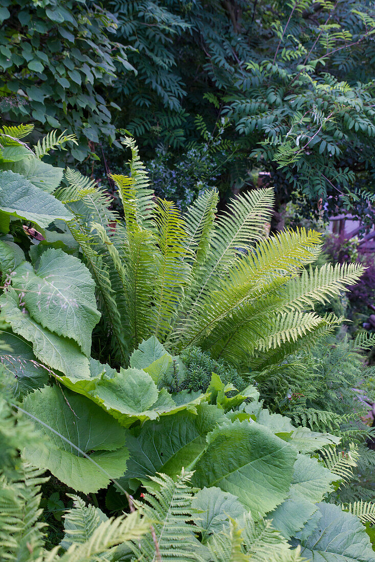 Shade bed with ferns and Telekie (Telekia)