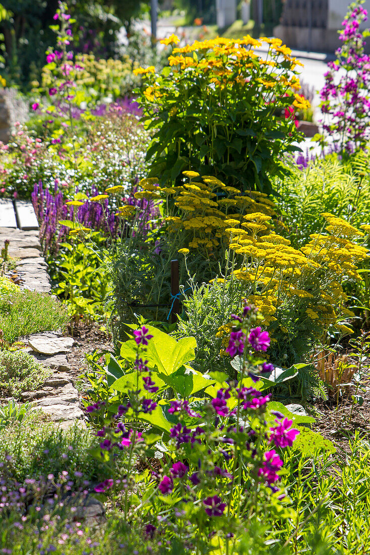 Staudenbeet mit Schafgarbe (Achillea), Moschusmalve (Malva moschata), Sonnenauge (Heliopsis) und Steppensalbei