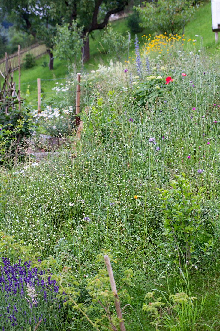 Hanging bed with wild plants