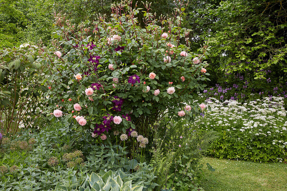 Clematis and roses (Rosa) in the rose garden, Germany