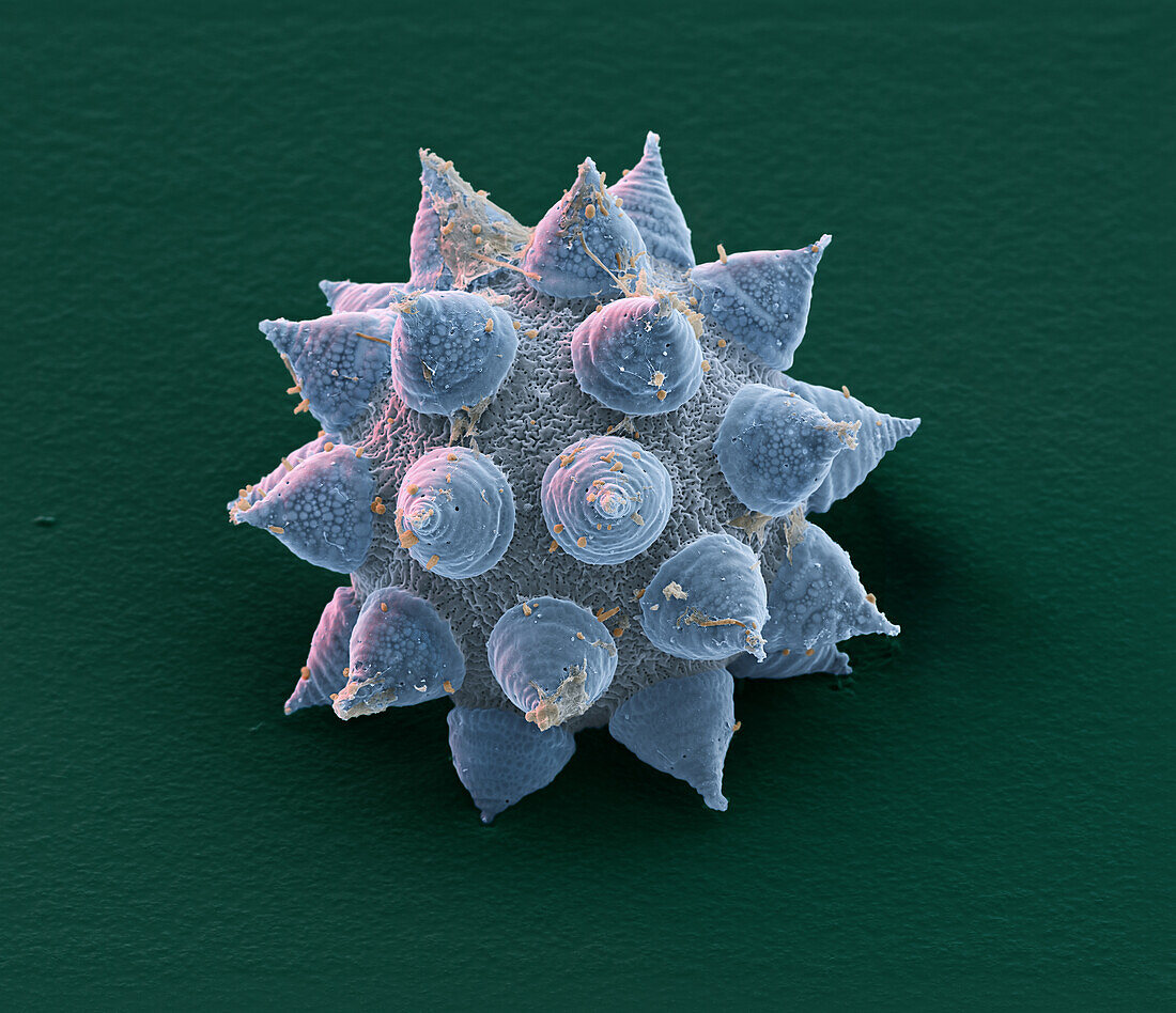 Mesobiotus coronatus Egg 1500x3
