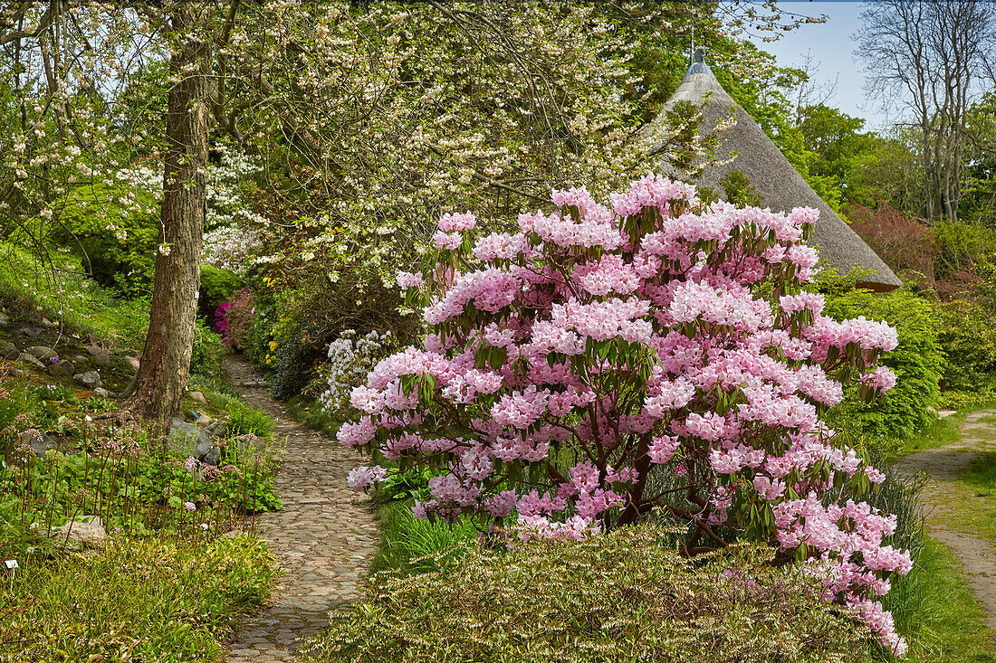Maiglöckchenbaum und Rhododendron im Botanischen Garten, Rostock, Mecklenburg-Vorpommern, Deutschland