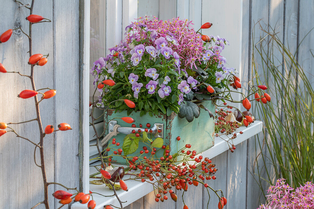 Herbstlich bepflanzter Blumenkasten mit Hornveilchen, Steinbrech und Hagebuttenzweigen