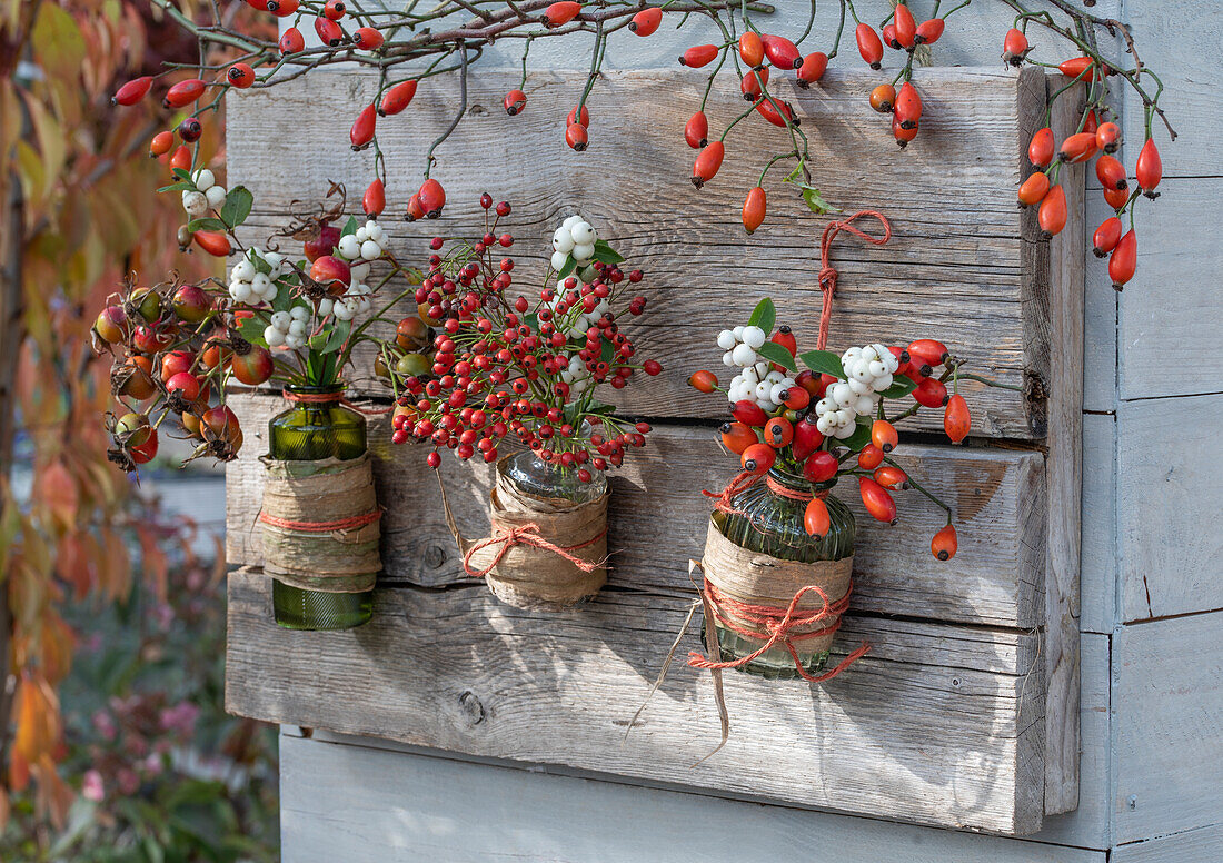 Rosehip twigs and sheeberry twigs in bottles as wall decoration