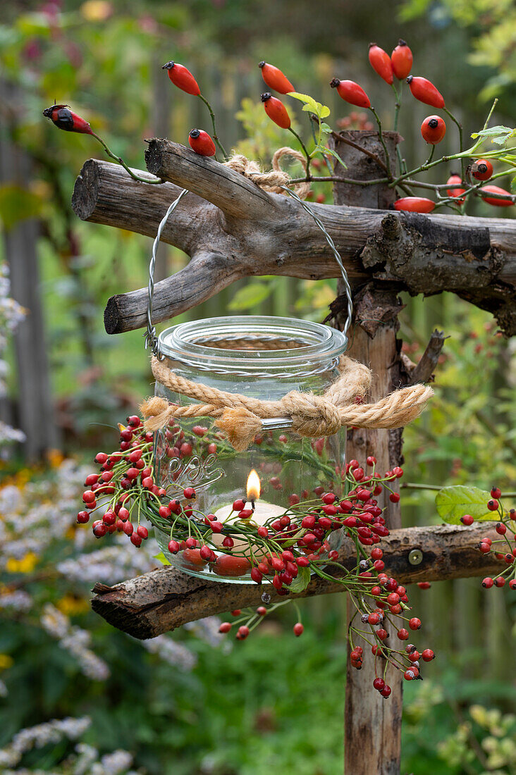 Lanterns decorated with rosehip twigs as autumnal garden decoration