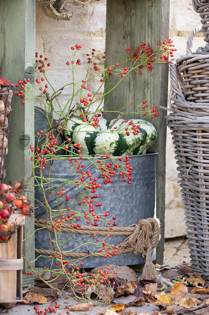 Pumpkins in zinc container on an autumnal terrace