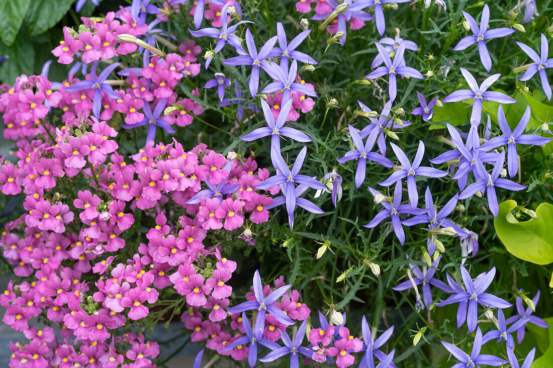 Elfenspiegel (Nemesia) and Isotoma in the garden bed