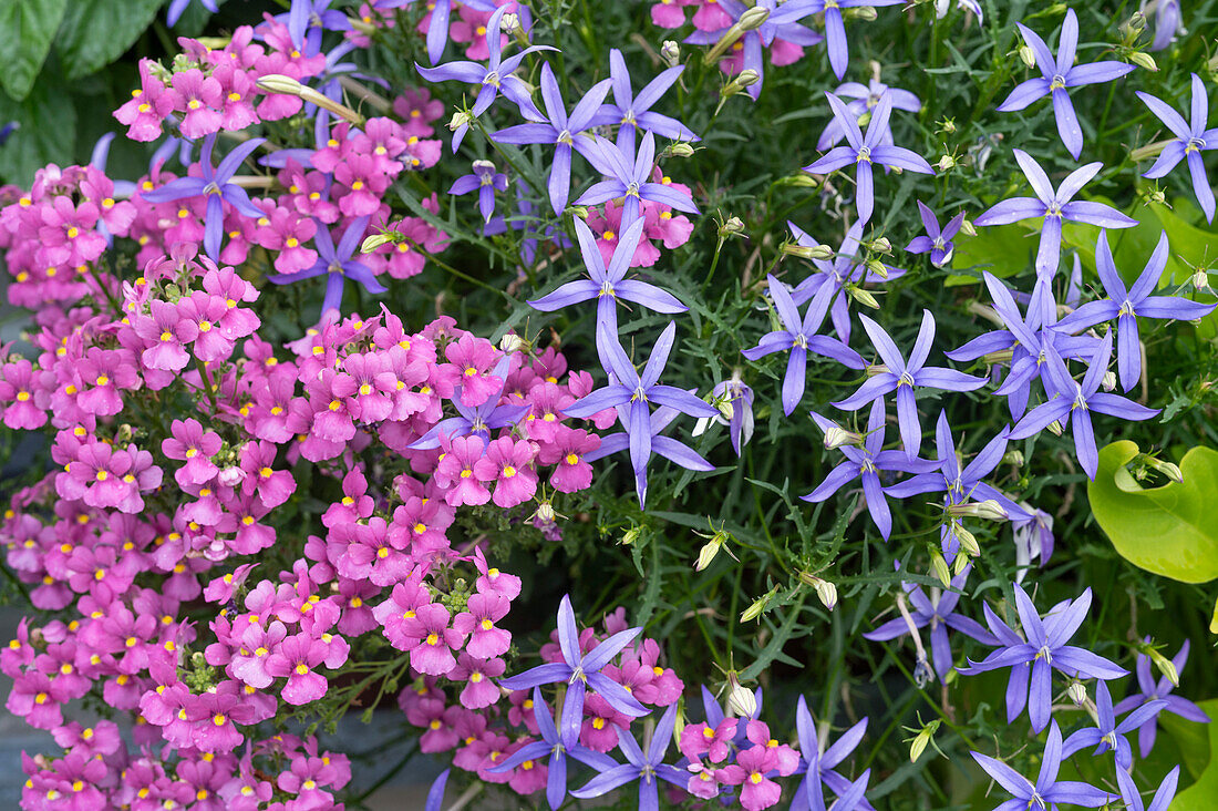 duftender Elfenspiegel 'Karoo Pink' und Sternenblume 'Beth's Blue' im Gartenbeet