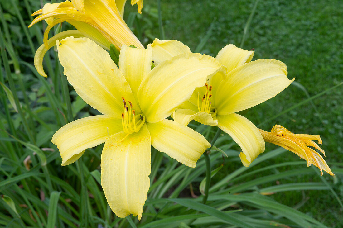 Gelbe Taglilie 'Moonlight Ruffle' (Hemerocallis)