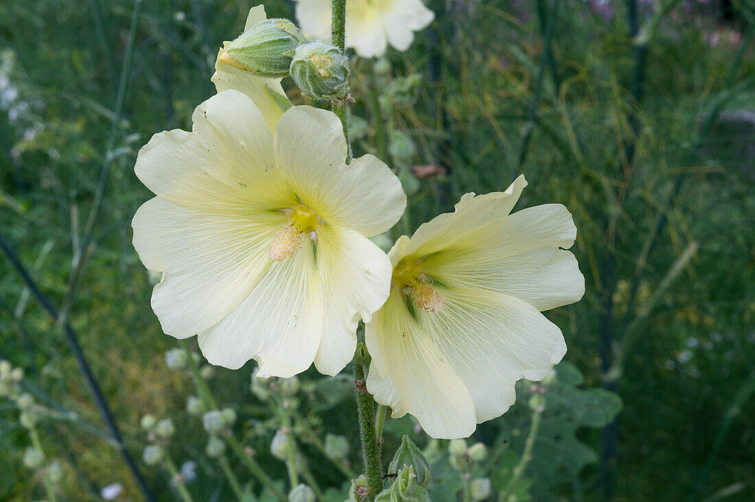 Blühende Stockrose (Alcea rugosa)