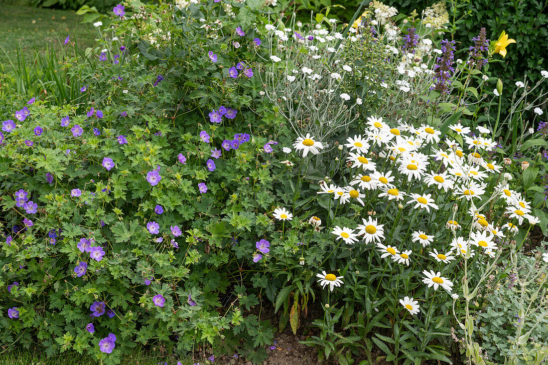 Storchschnabel 'Rozanne', Margeriten 'Gruppenstolz' und weiße Vexiernelke im Gartenbeet
