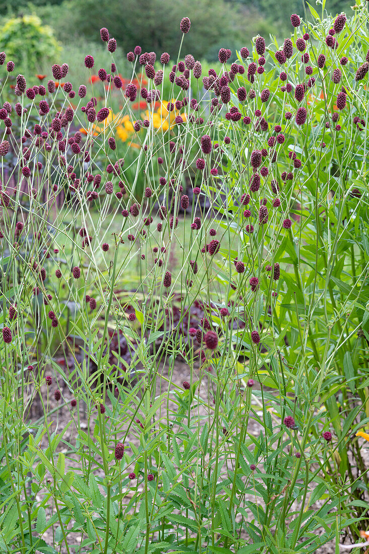 Großer Wiesenknopf  'Burgundy' im Garten