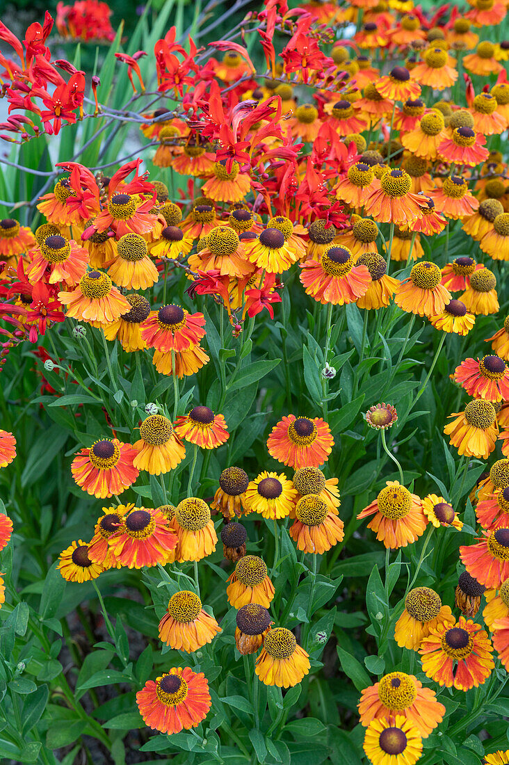 Flowering Montbretia 'Luzifer' and sunflower 'Sahin'S Early Flowerer' in a garden bed