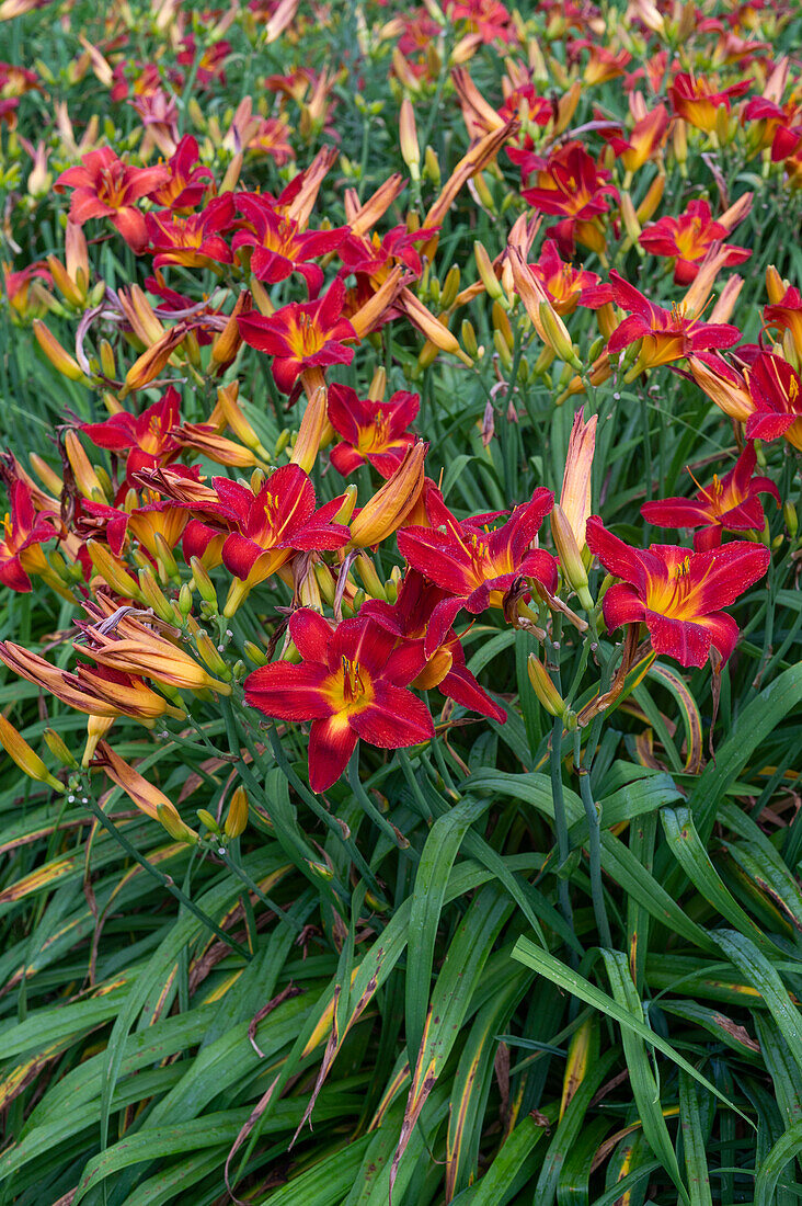 Rote Taglilien 'Hexenritt' (Hemerocallis)