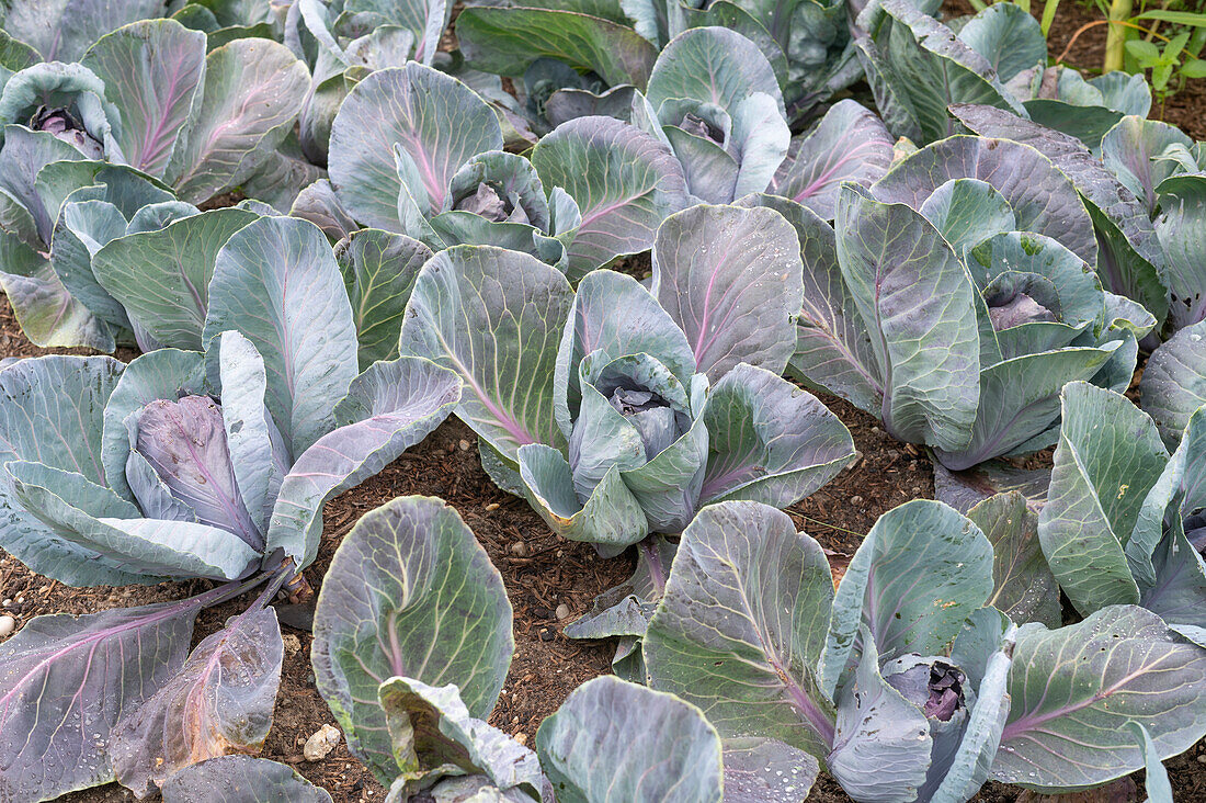 Pointed cabbage in bed
