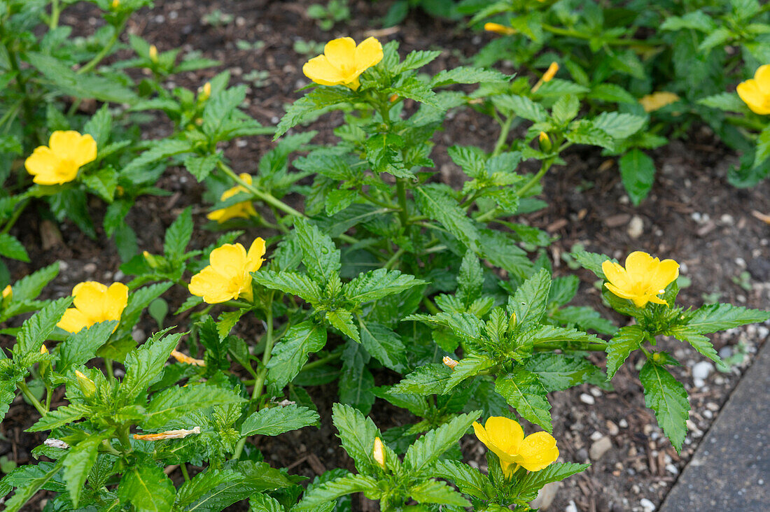 Flowering damiana in garden bed