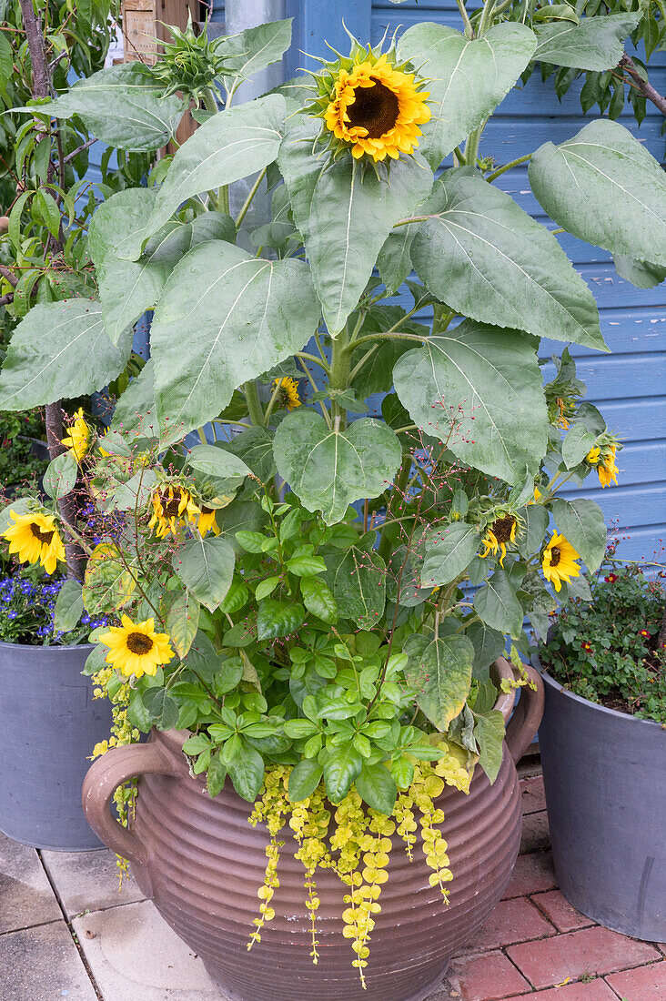 Sunflower with underplanting in a pot on the terrace
