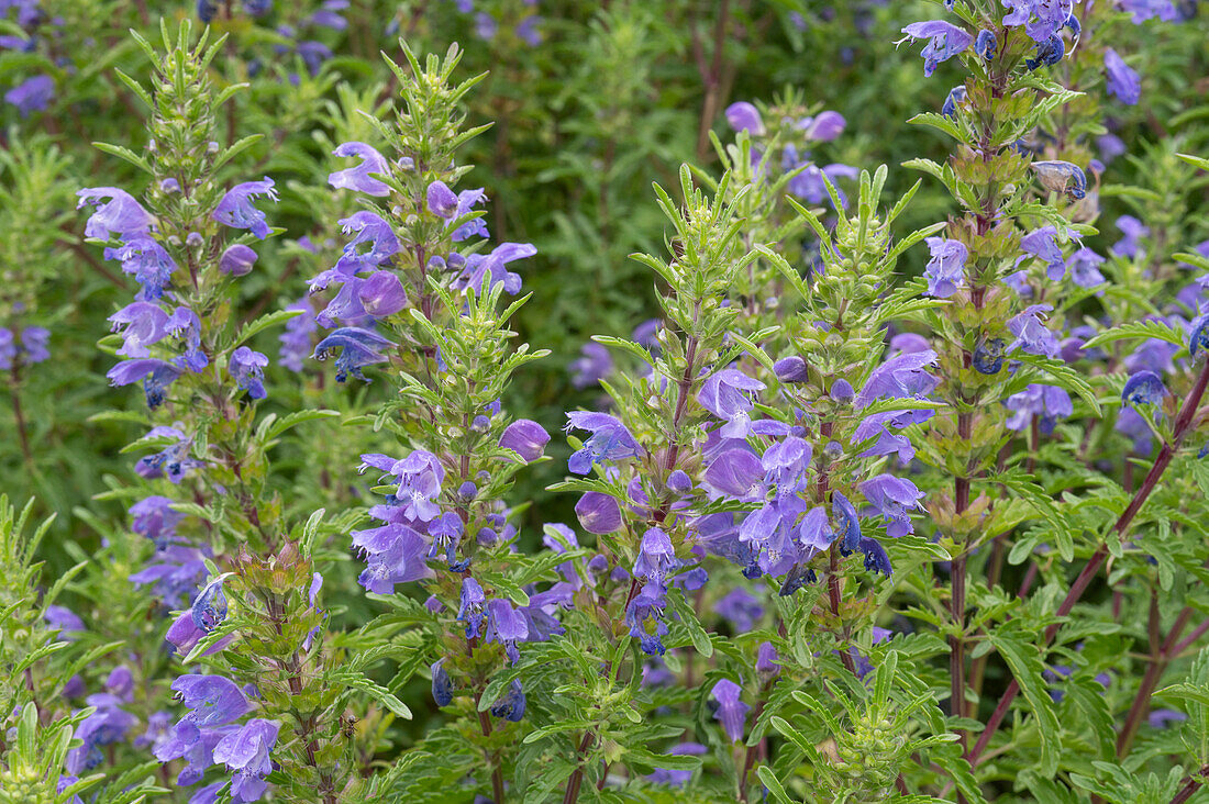 Flowering Turkish dragonhead (Dracocephalum moldavica) in the garden