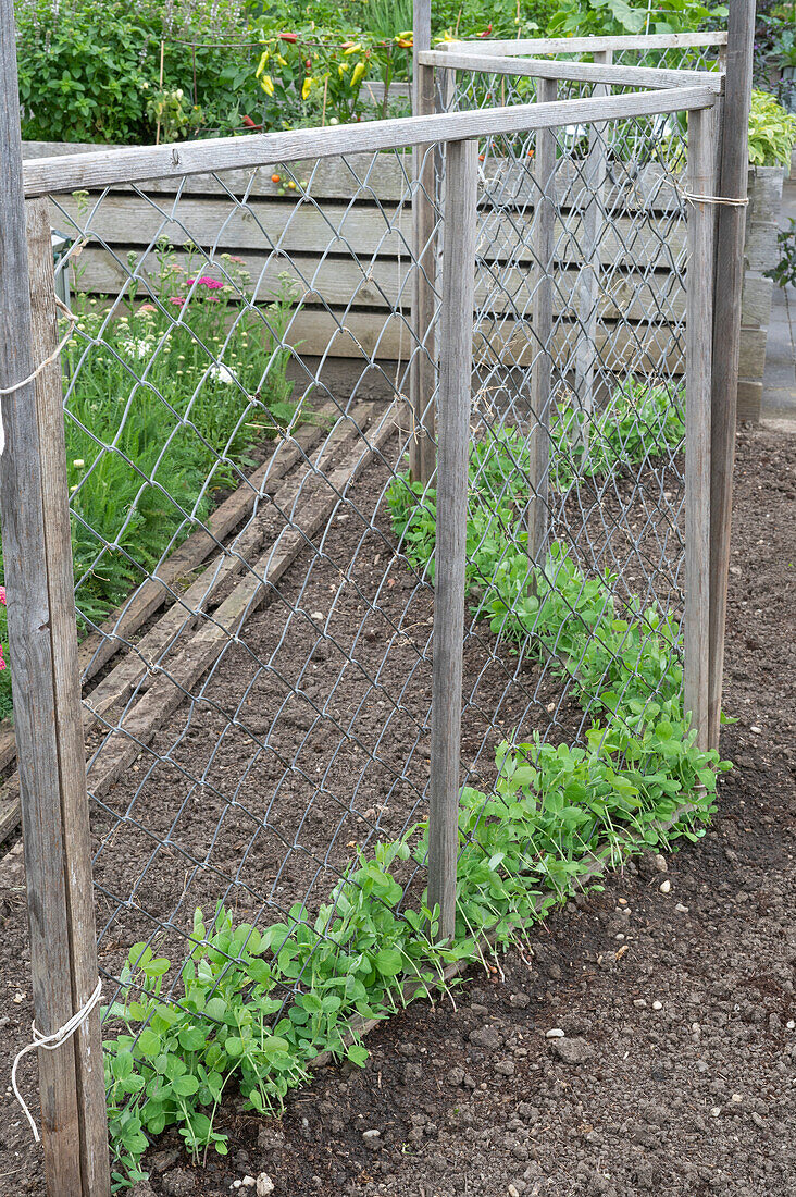 Young pea plants with trellis in the garden