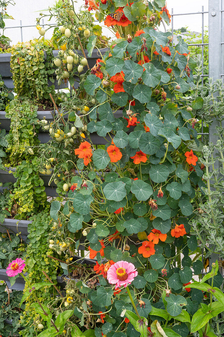 Flowering nasturtium, tomato plants and zinnias