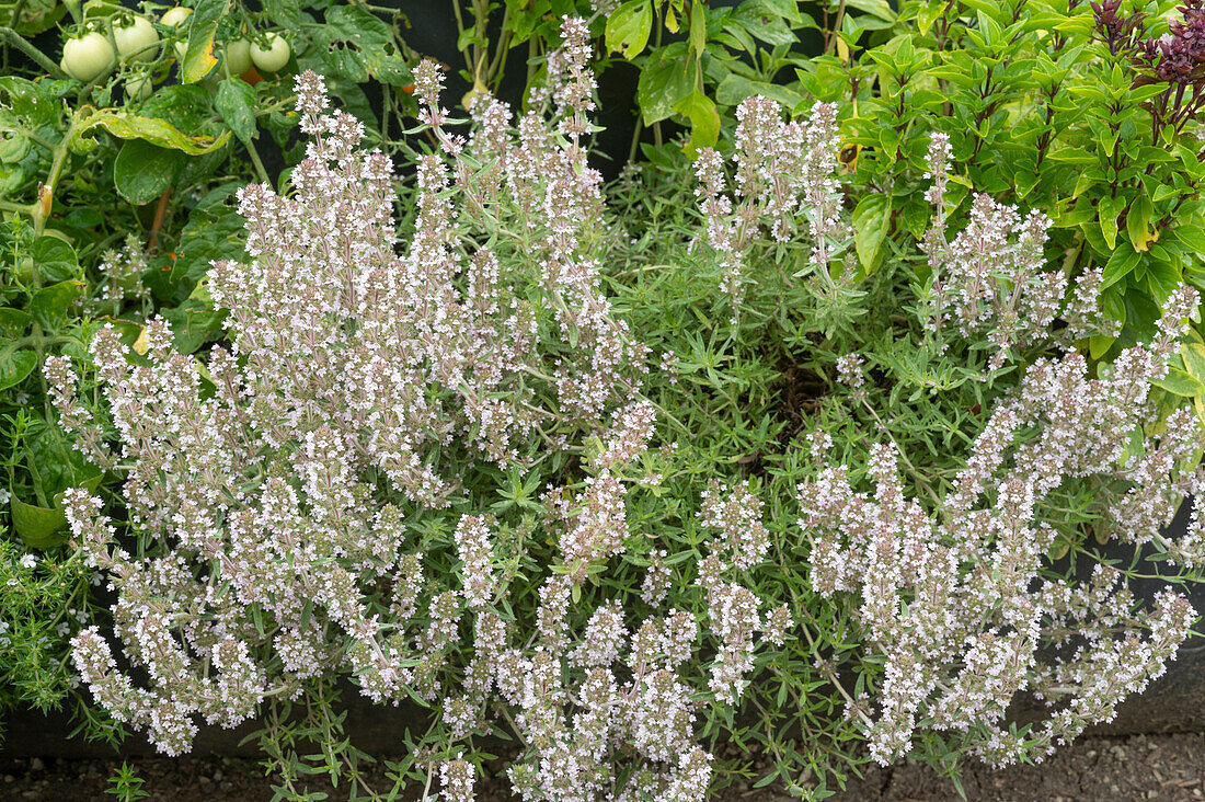 Flowering thyme in a border