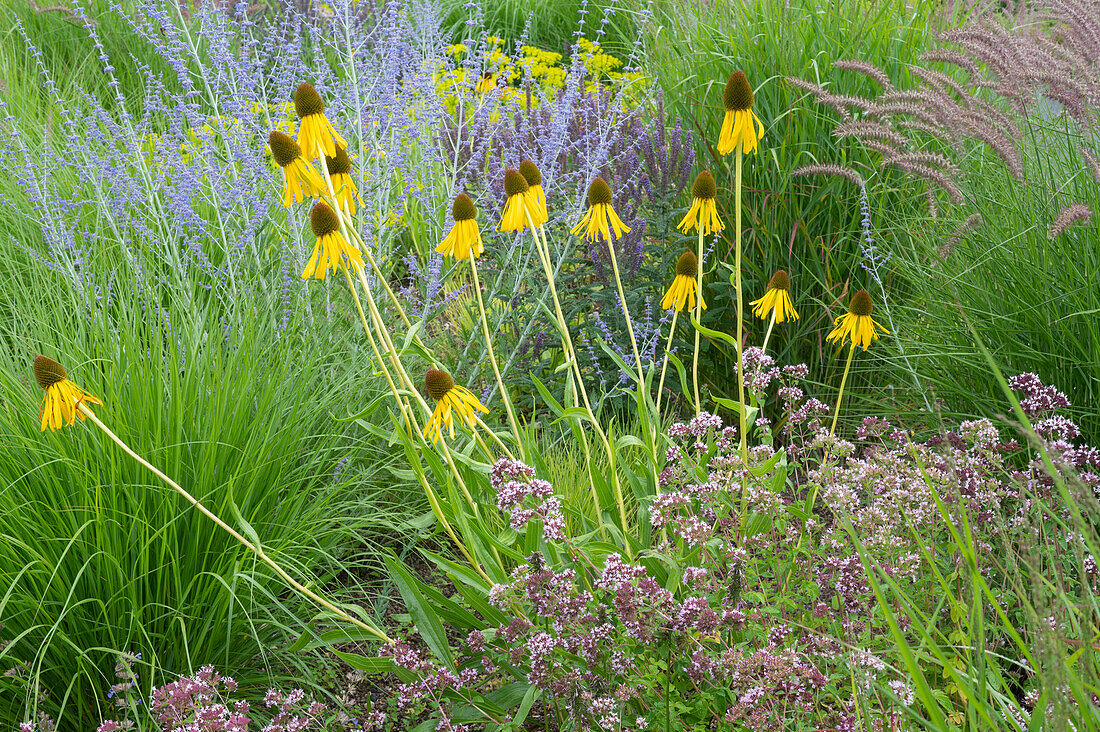 Yellow coneflower, blue rue, lampbug grass and oregano in garden bed