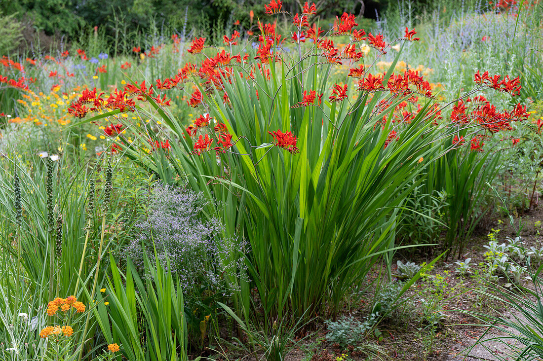 Montbretie 'Luzifer' (Crocosmia) im Gartenbeet