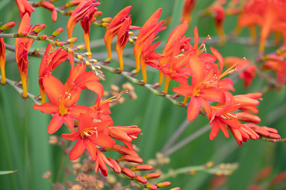 Montbretie 'Luzifer' (Crocosmia), blühend (Nahaufnahme)