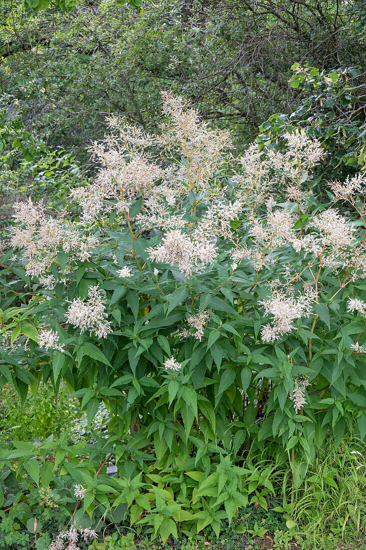 Mountain knotweed (Aconogonon speciosum) 'Johanniswolke' (St. John's cloud)