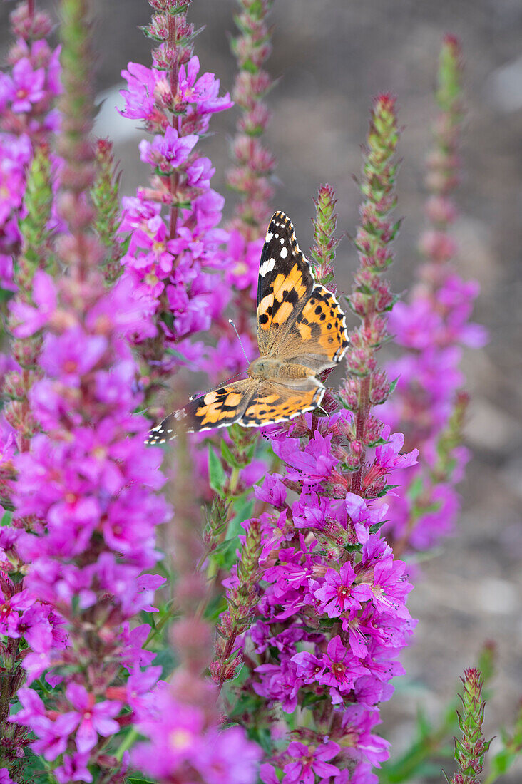 Schmetterling auf blühendem Blutweiderich 'Zigeunerblut' (Lythrum Salicaria)