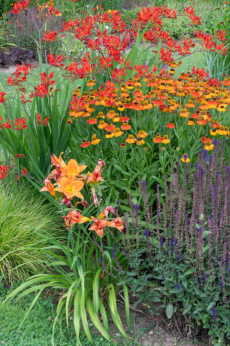 Montbretien 'Luzifer' (Crocosmia), Sonnenbraut 'Sahin's Early Flowerer' (Helenium) , Taglilien 'Mauna Loa' (Hemerocallis) und Ziersalbei 'Caradonna' im Gartenbeet