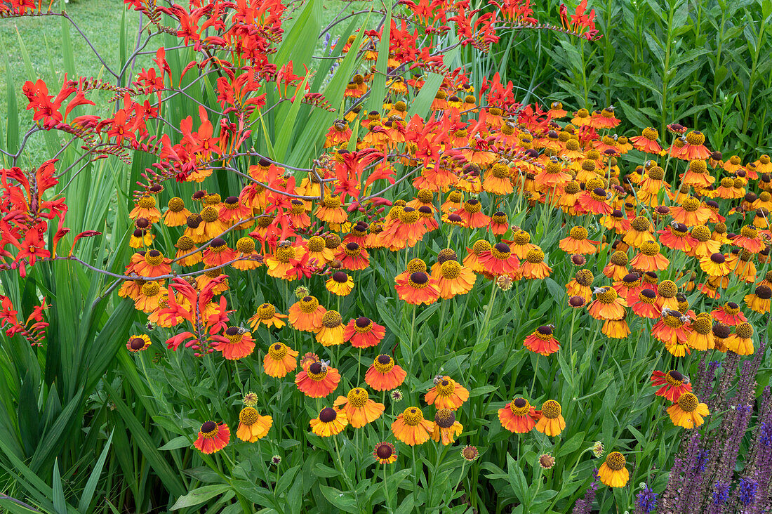 Montbretien 'Luzifer'(Crocosmia) und Sonnenbraut 'Sahin's Early Flowerer' (Helenium) im Gartenbeet