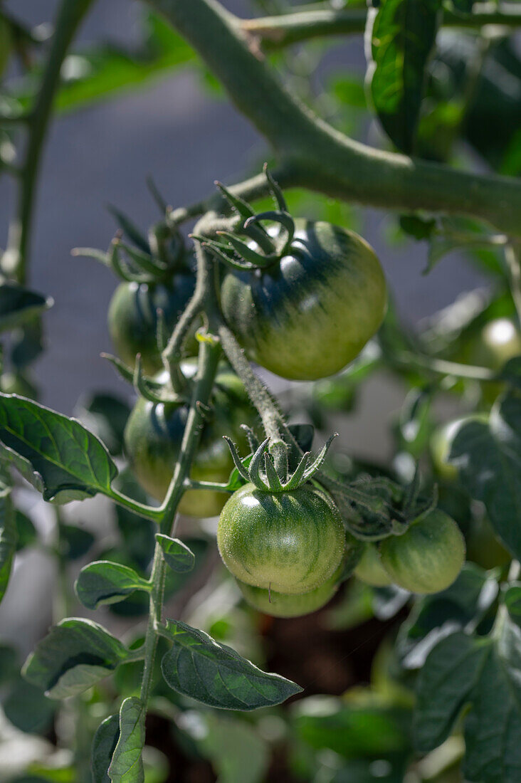 Unreife Tomaten an der Pflanze